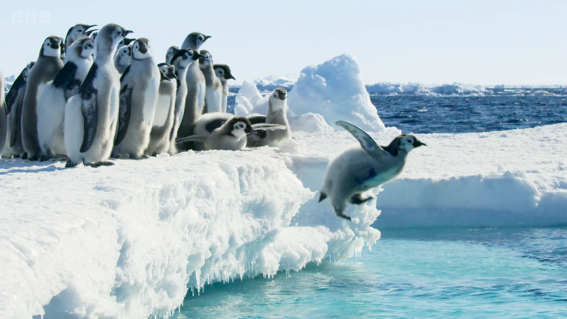 Emperor penguin (Aptenodytes forsteri) as shown in Frozen Planet II - Frozen Worlds